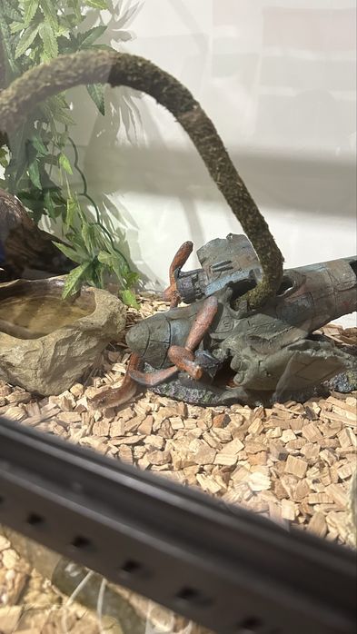 2 terrarios + decoracoes + cobra de oferta