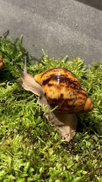 ślimaki afrykańskie Archahatina Marginata Ovum