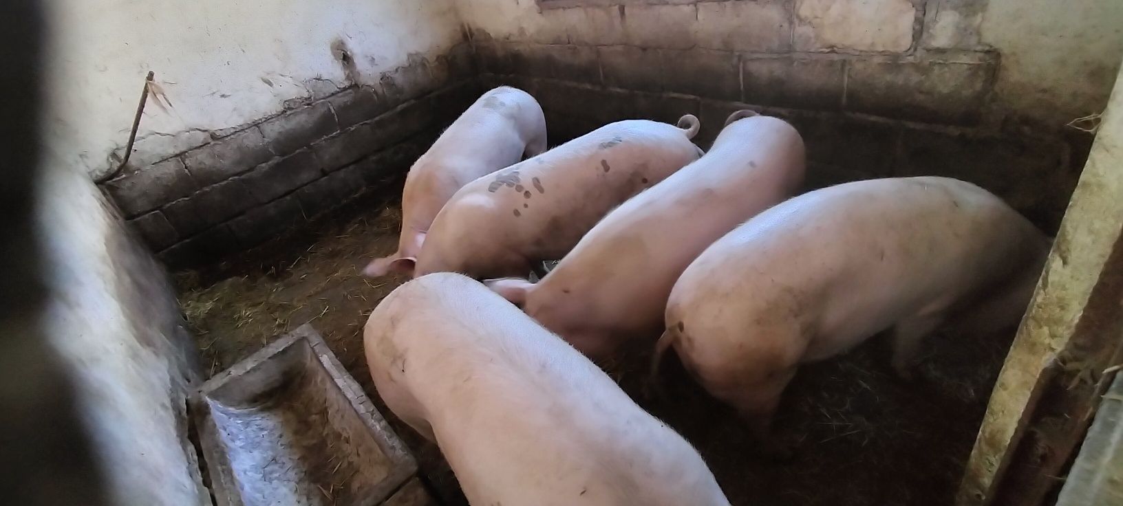 Swinie,tuczniki, prosięta,ekologiczne