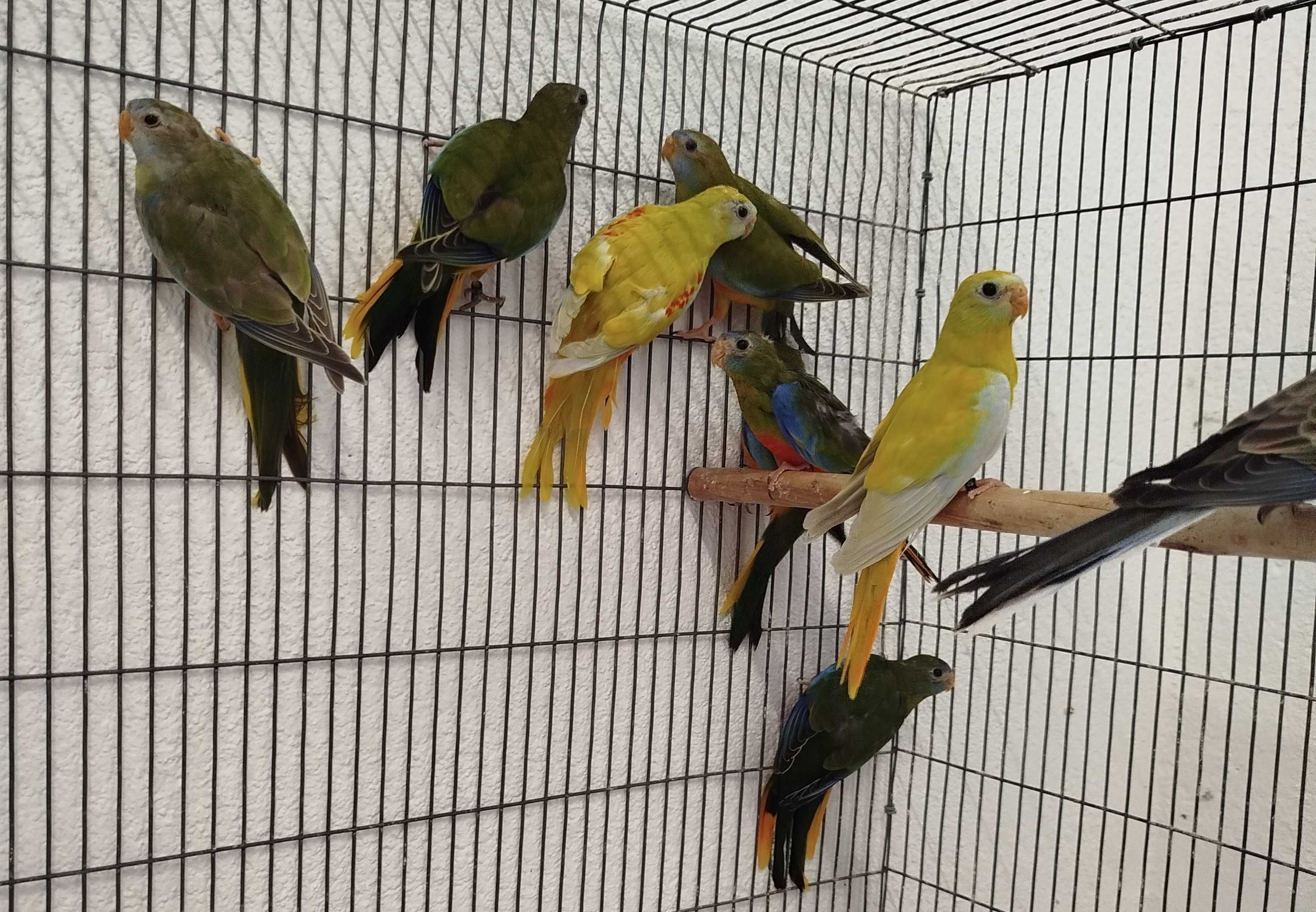 Lote de Aves-Caturras, Roseicollis, Bourkes, Turquoisines, Esplêndidos