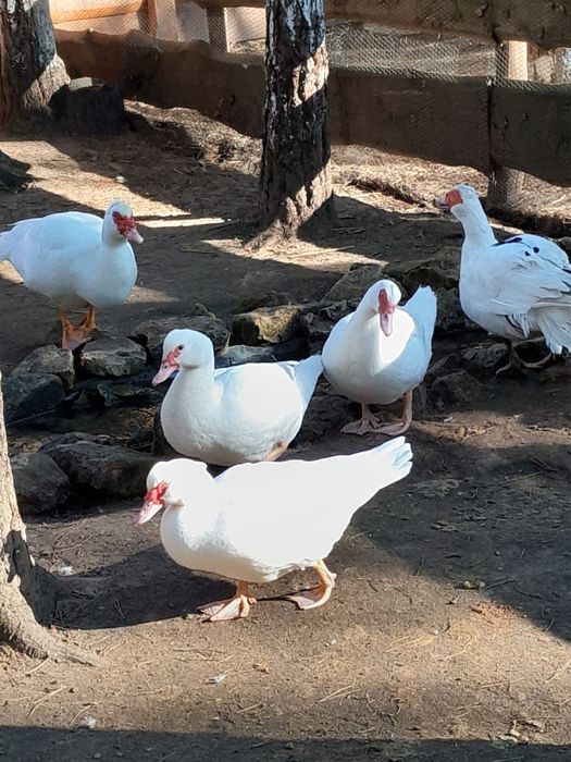 Kaczki francuskie - sprzedam