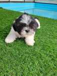 Vendo fêmea Shih-Tzu