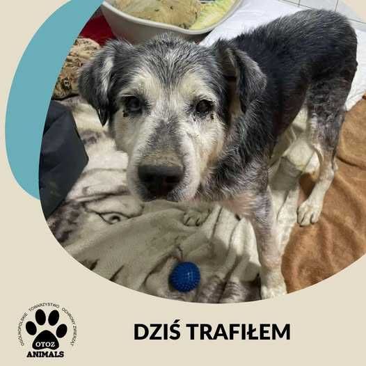 Znaleziono psa - Przyjaźń gm. Żukowo/Wejherowo