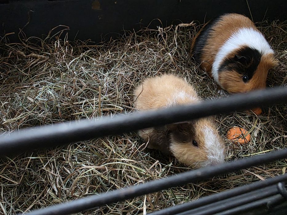 Świnka morska cavia