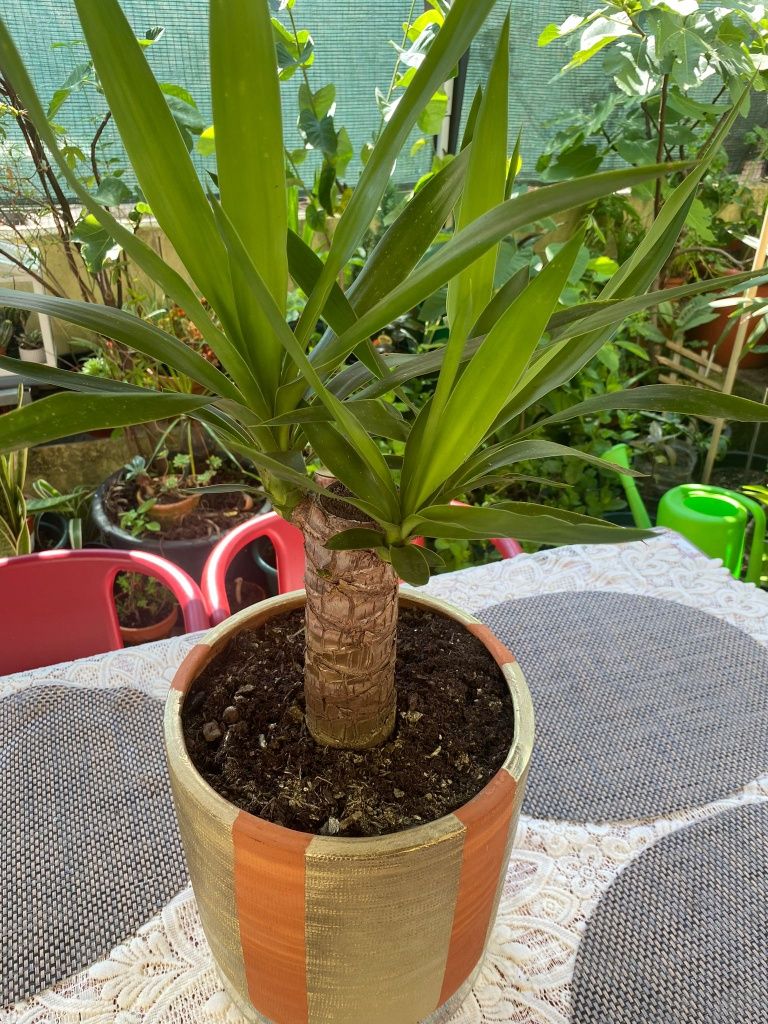 Planta Aicula nova