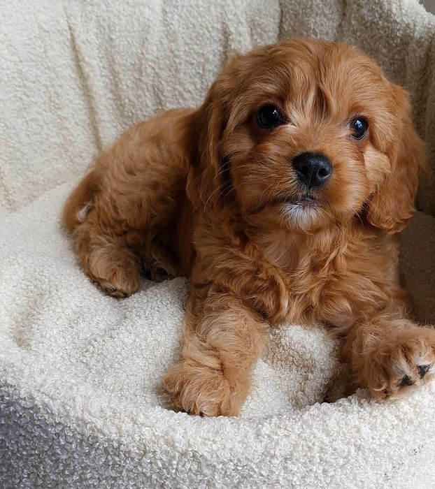 Suczka Cavapoo f1 ** Havana  **