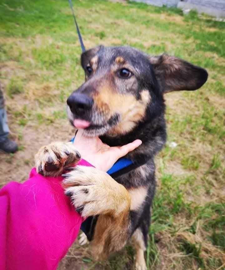 MICHU VEL MISIEK czeka na domek