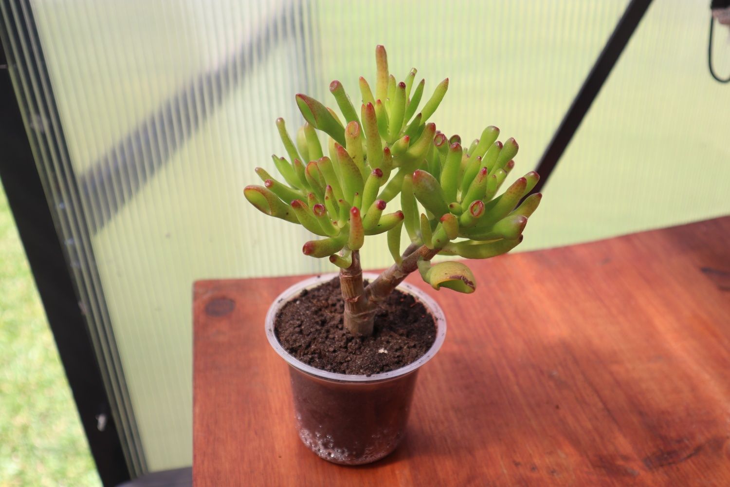 Suculenta real - Crassula Horntree