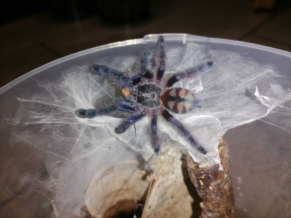 Caribena versicolor samce 2,5DC - 3DC