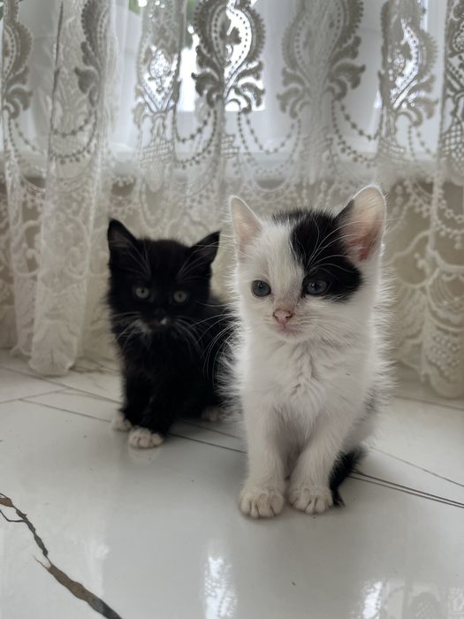 Котики гарненькі