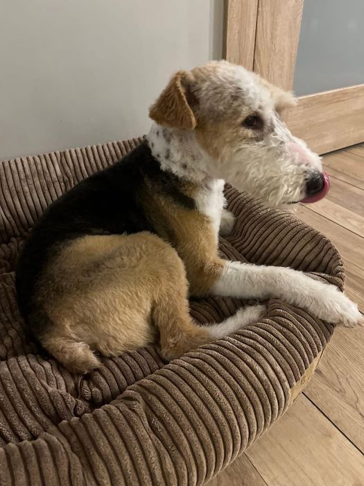 Zaginiony pies foksterier - samiec