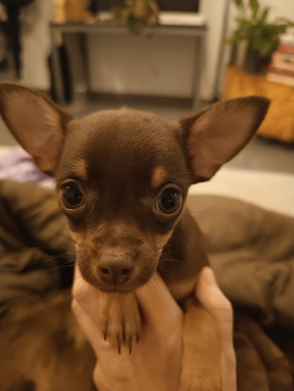 Chihuahua czekoladowy chłopczyk***