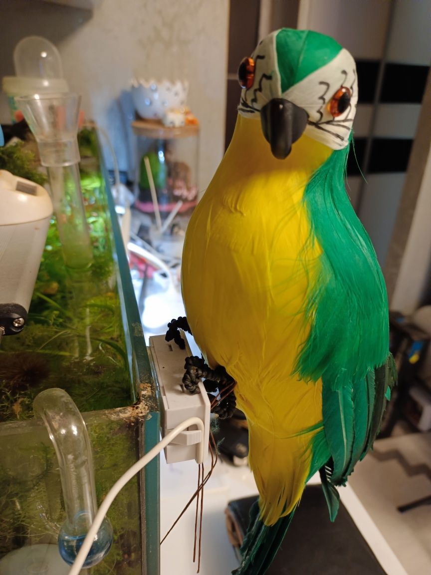 Duża piękna papuga 35 cm. 1 sztuka 22 zł. Można kupić zastaw 4 sztuki