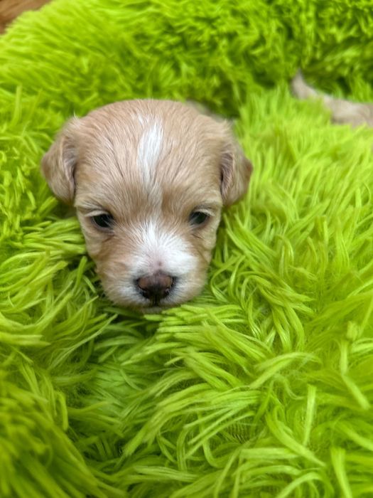 Maltipoo śliczna sunia