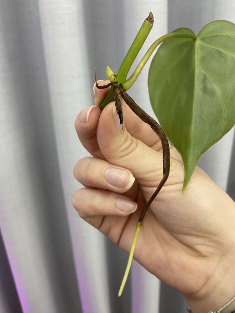 Corte 2 de philodendron verde (hederaceum?)