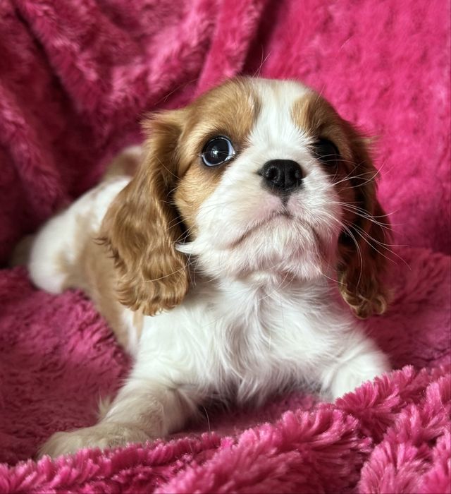Sunia blenheim - Cavalier  King Charles Spaniel