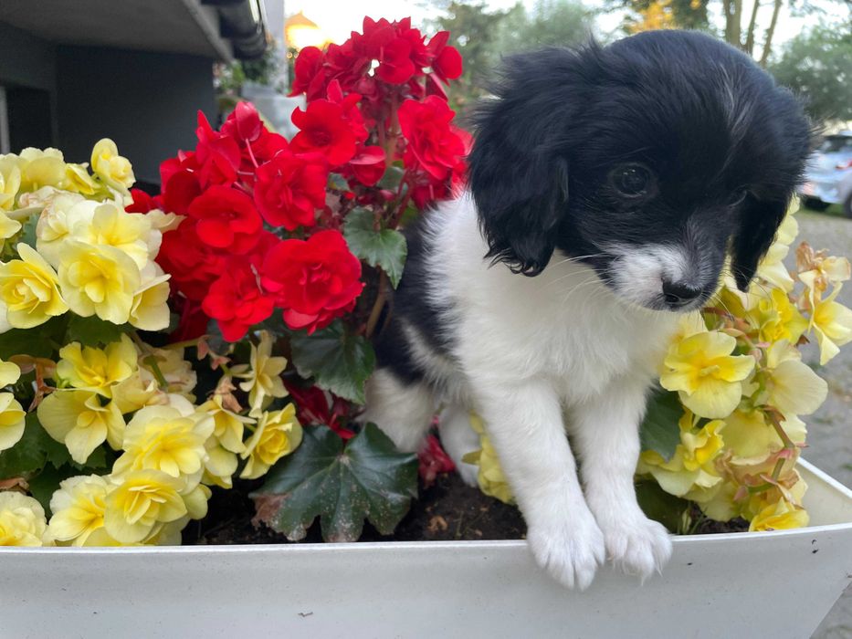 Spaniel kontynentalny miniaturowy, phalene (papillon), ZKwP, FCI, pies