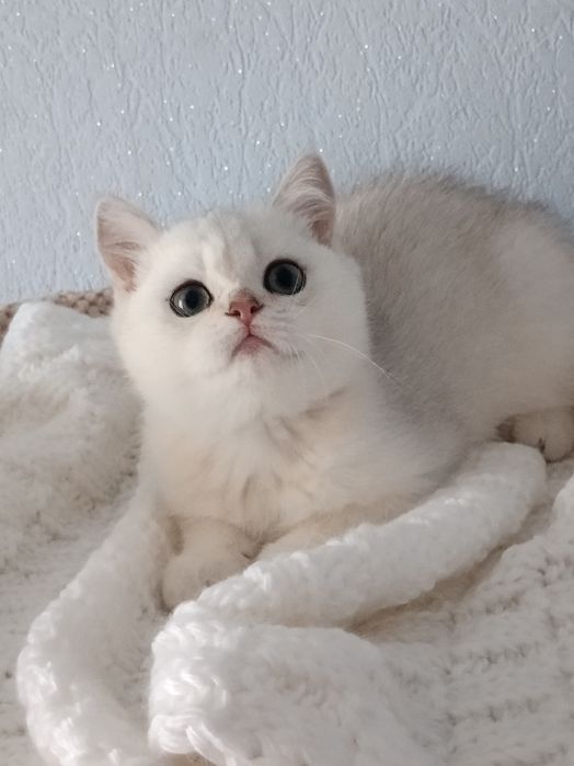 Безподобний малюк