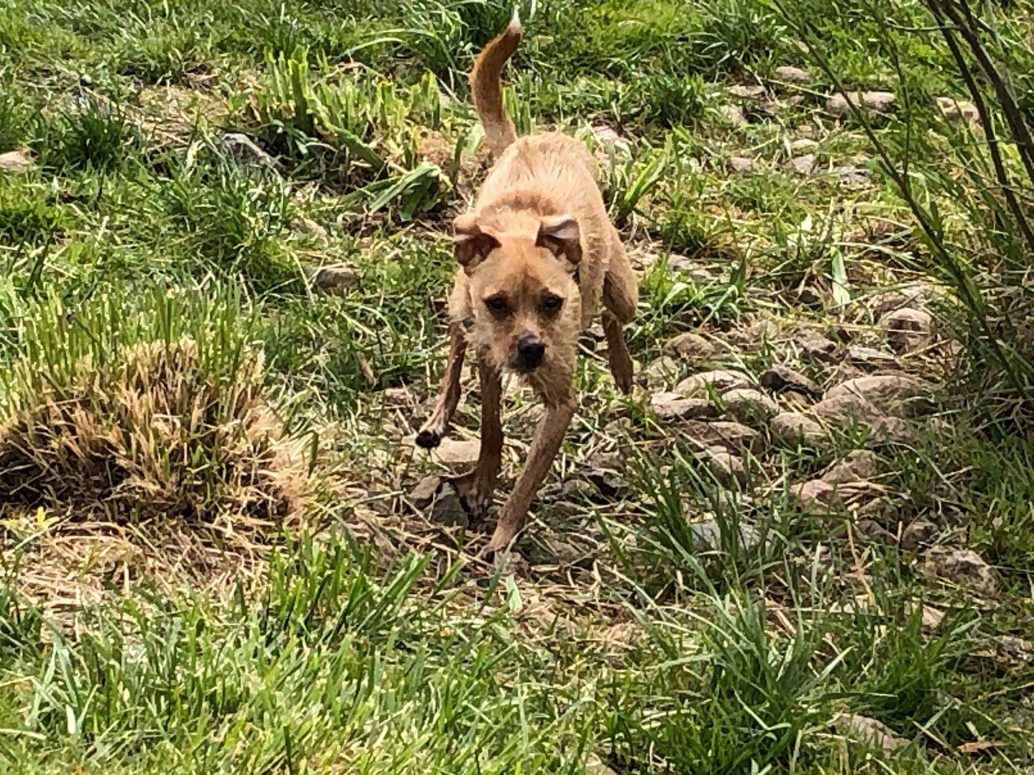 Gryfik - w typie Terrier; młody, mały i aktywny