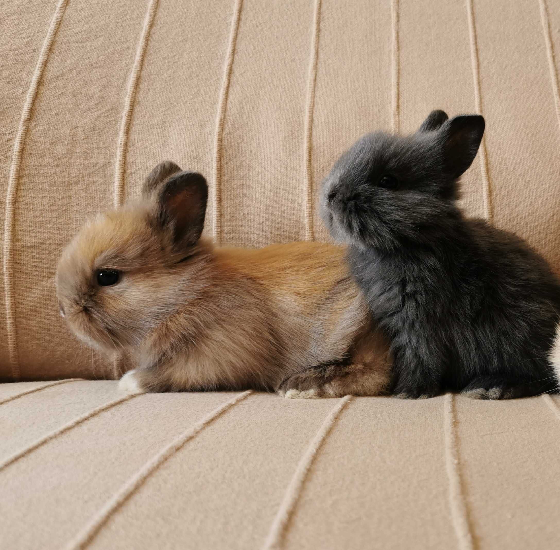 Coelhos anões mini holandês e minitoy desparasitados e vacinados