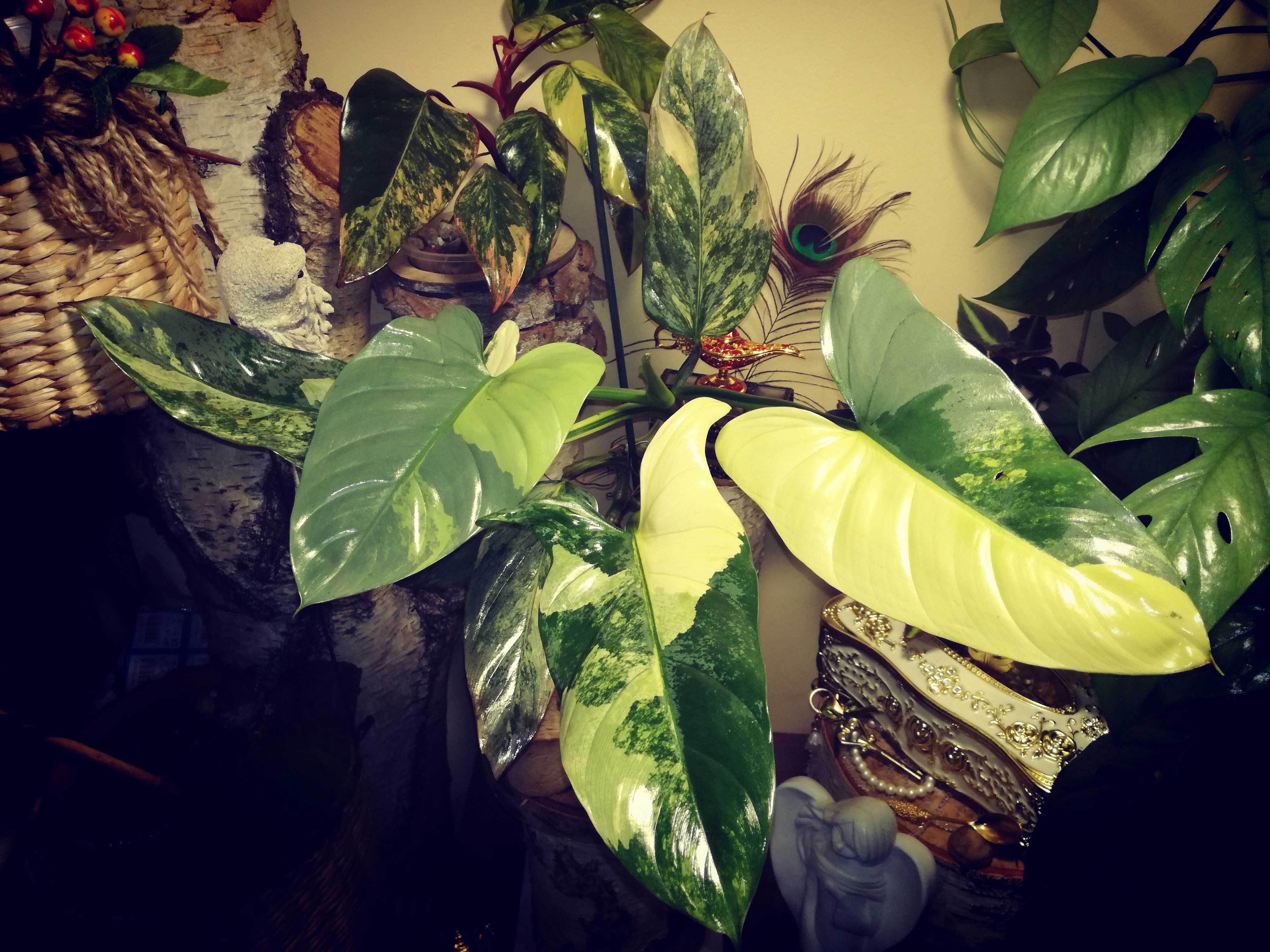 Philodendron Hastatum Silver Sword Variegata filodendron monstera