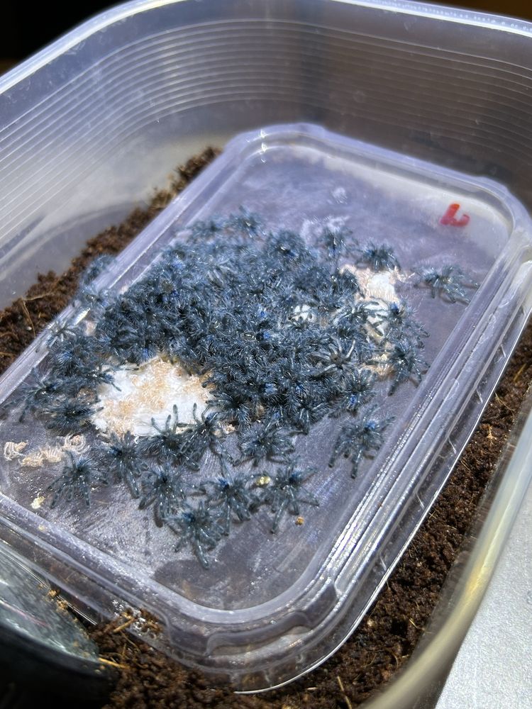 Caribena Versicolor L1 ptasznik wielobarwny