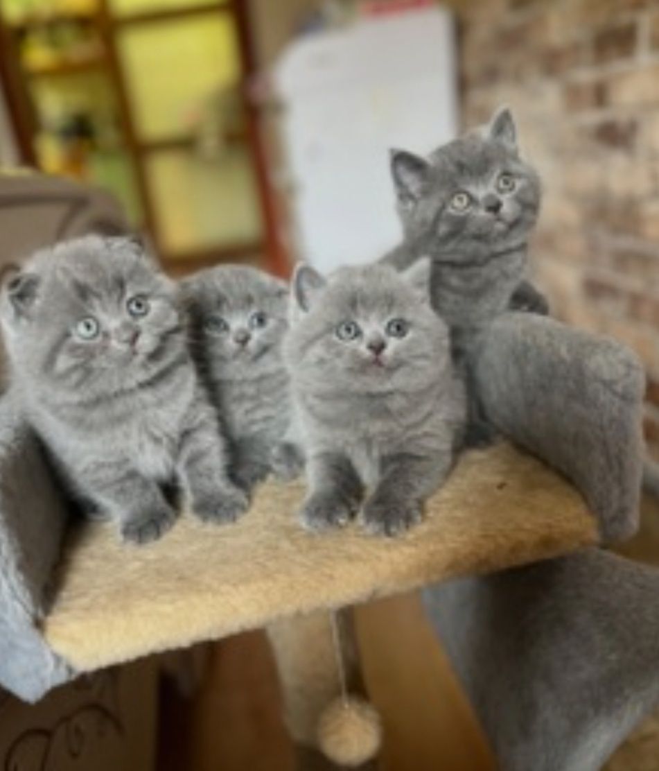 Британські кошенята