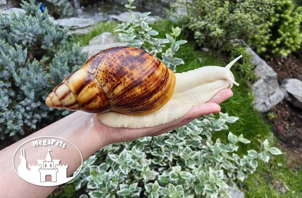 Zestaw do hodowli Ślimaki olbrzymie Achatina Lissachatina Atlas Gratis