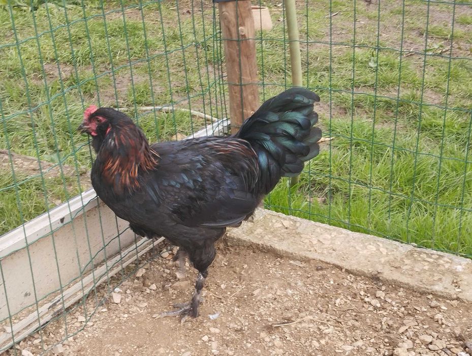 Frango Aroucano preto com 9 meses