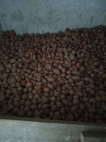 Продам картоплю близько 800 кг.перебрана