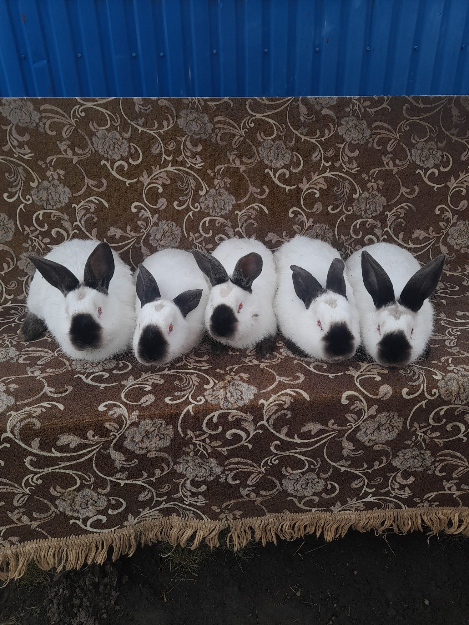 Продам кроликів Каліфорнії