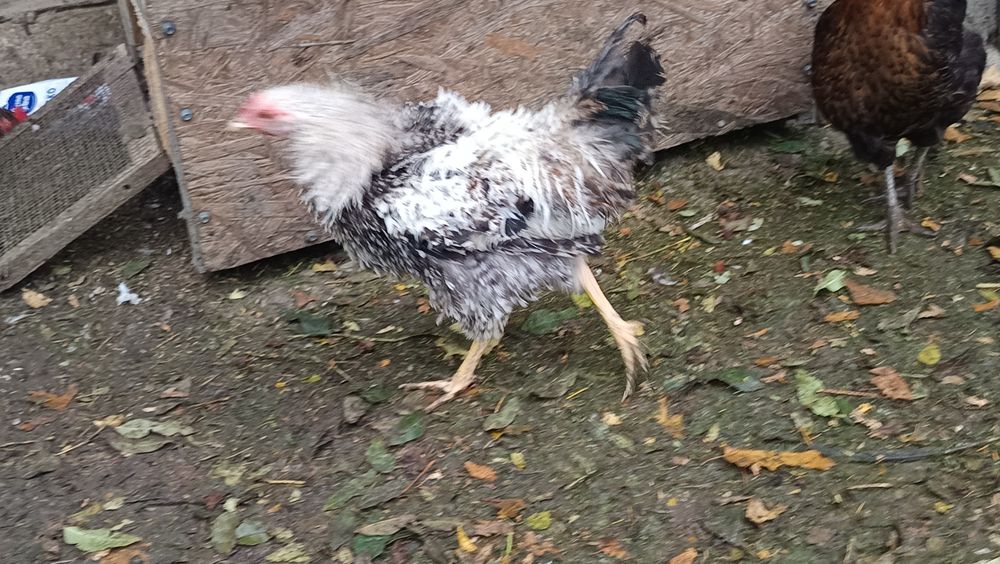 Liliputki miniaturki karzełki liliput para kura kogut lokowany loczek