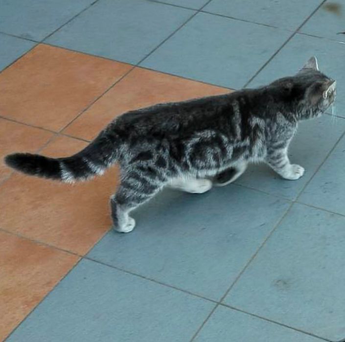 Маємо британське кошеня 6місяців 9травня народилася