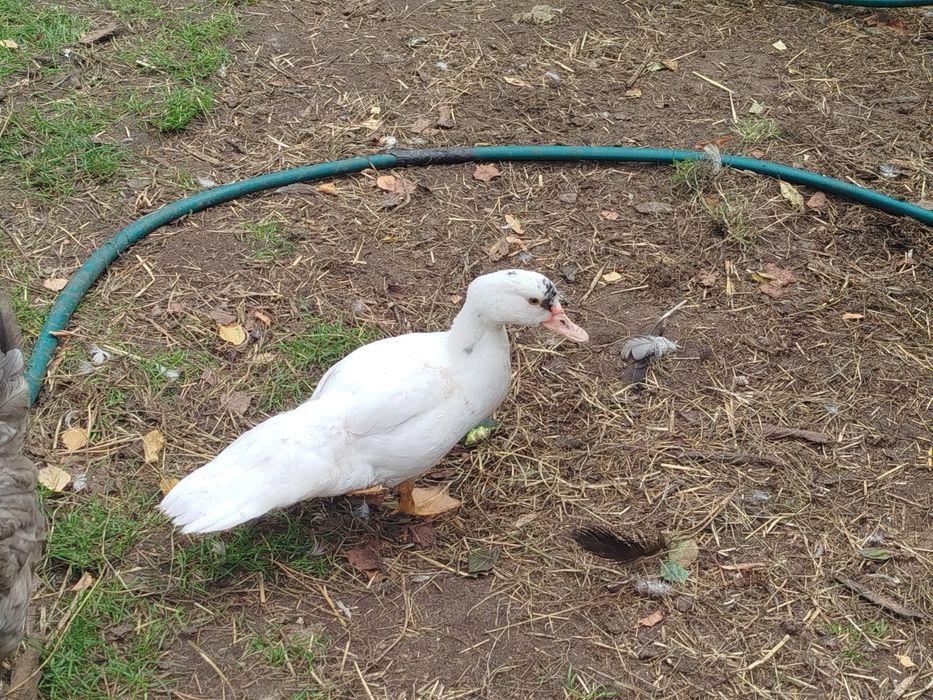 Dwie białe kaczki francuskie