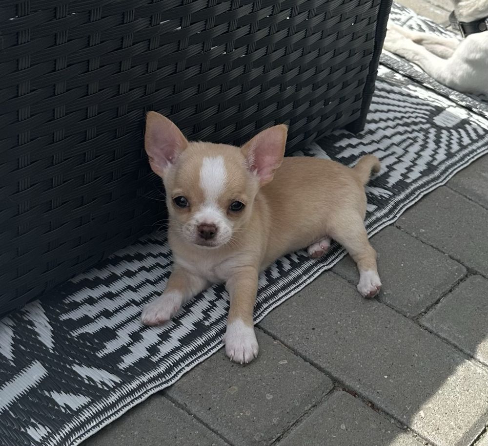 Chihuahua MOCHI chlopczyk ZAREZERWOWANY