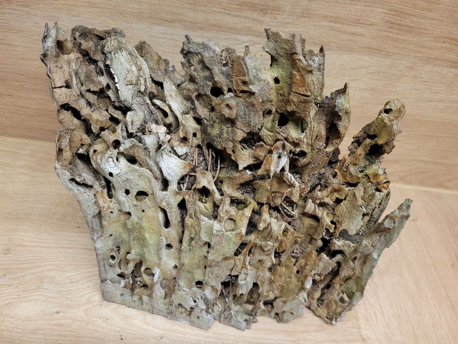 nadpróchniały pień korzeń do akwarium terrarium - 18 cm i mech