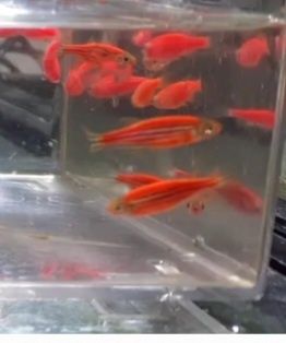 Danios coloridos