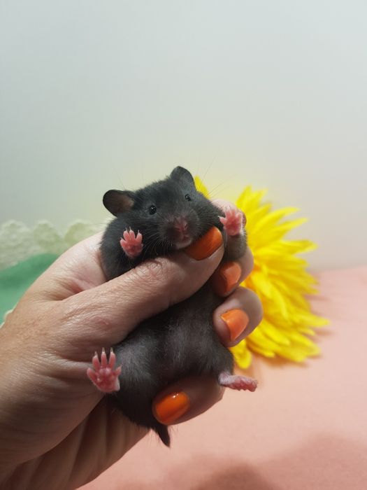 Chomik syryjski (Mesocricetus auratus) maluszki