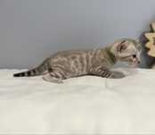 Bengal kot bengalaki snow mink TICA