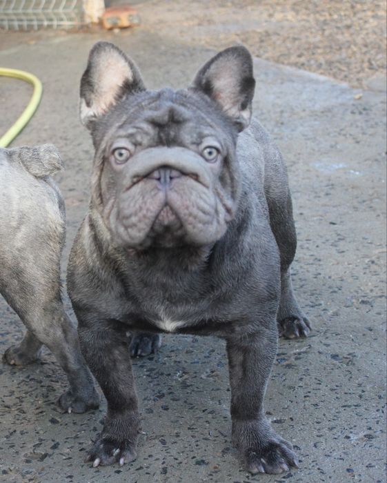 Красені підлітки