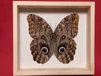 Motyl w ramce 20x18 cm Caligo memnon XXXL