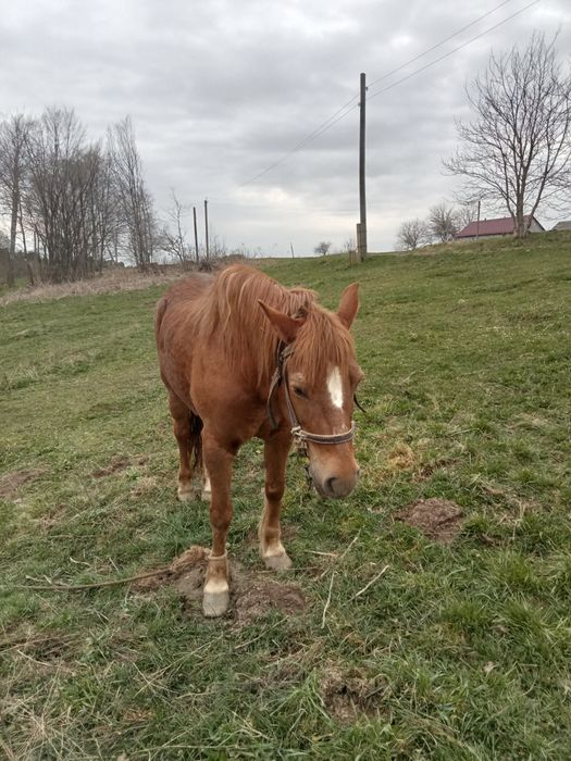 Продам  добру робочу спокійну кобилу 10 років можуть ходити діти