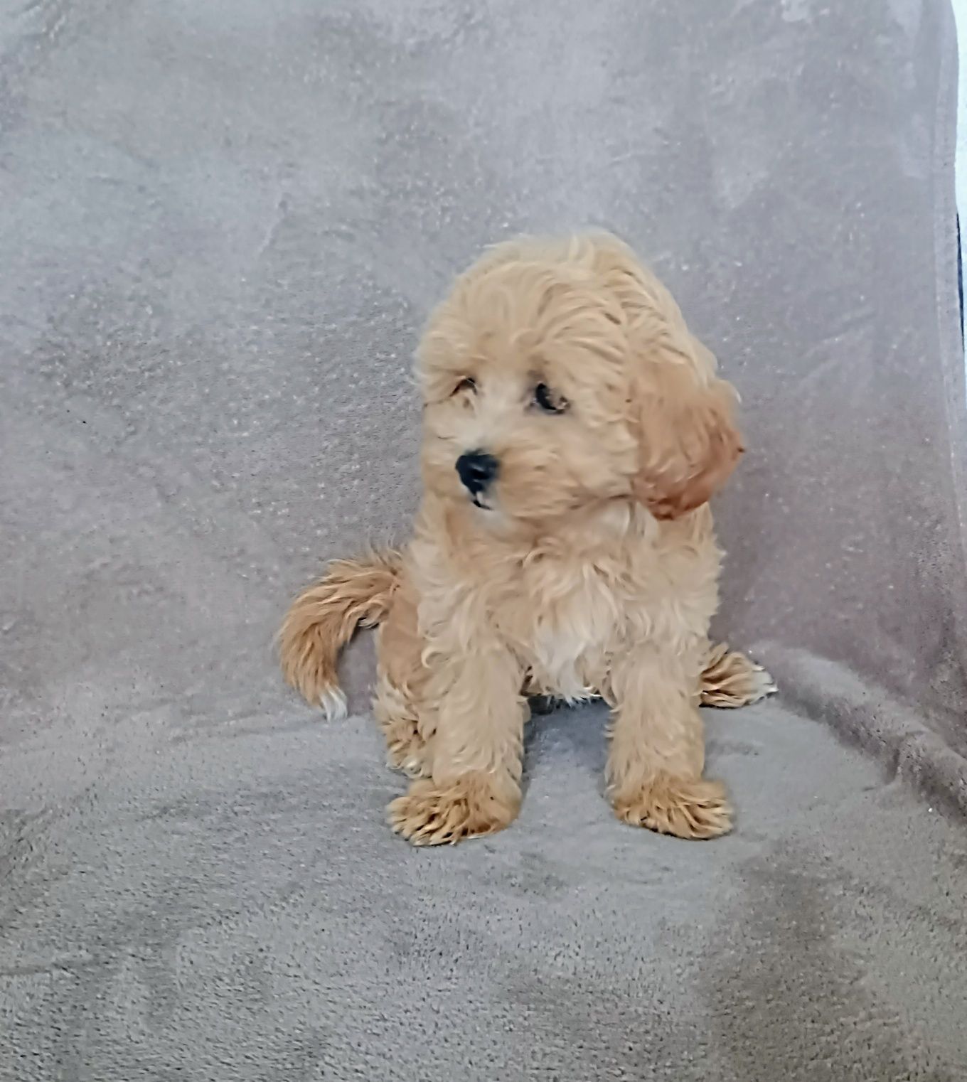 Piękna suczka Maltipoo
