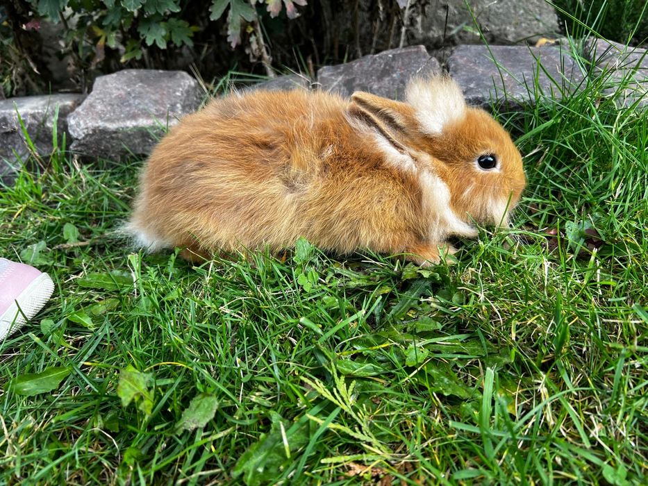 Króliczek miniaturka