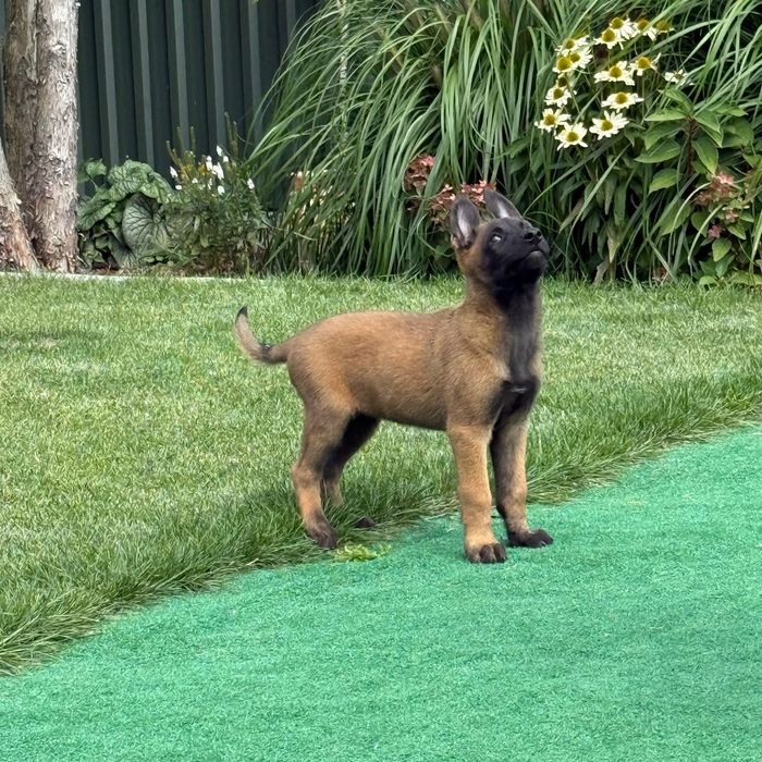 Owczarek belgijski malinois