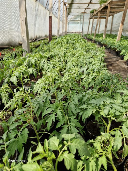 Ogórek truskawka papryka koktajl