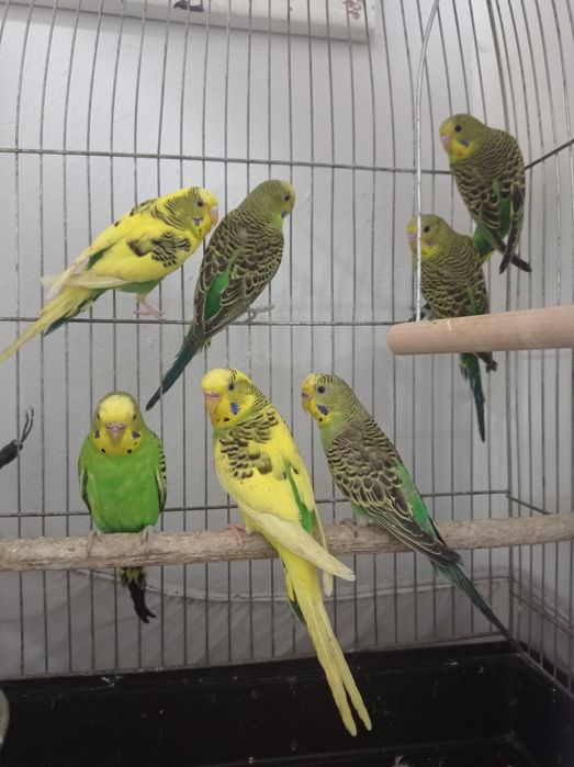 Папужка в асортименті