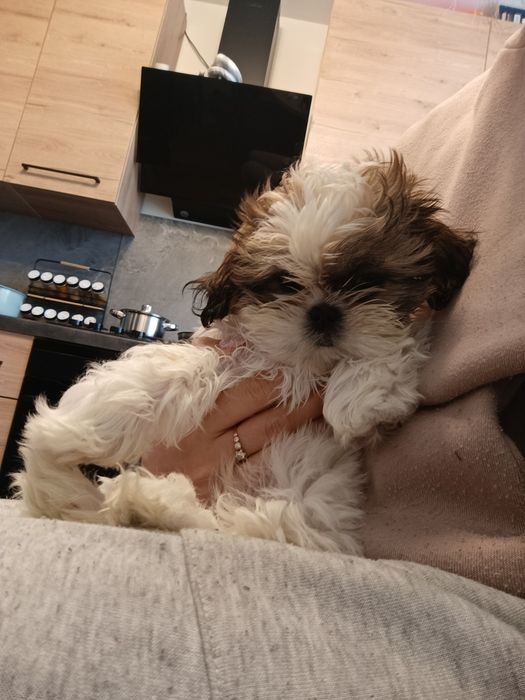 Sprzedam szczeniaka shih tzu, 2,5 miesiąca, po pierwszym szczepieniu.