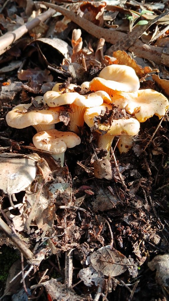 Cogumelos silvestres