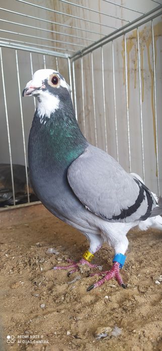 Gołąb Pocztowy Samiec